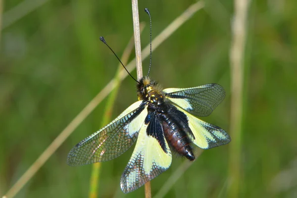 Close Bug Natureza Selvagem — Fotografia de Stock