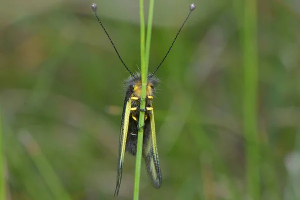 Närbild Insekter Vild Natur — Stockfoto