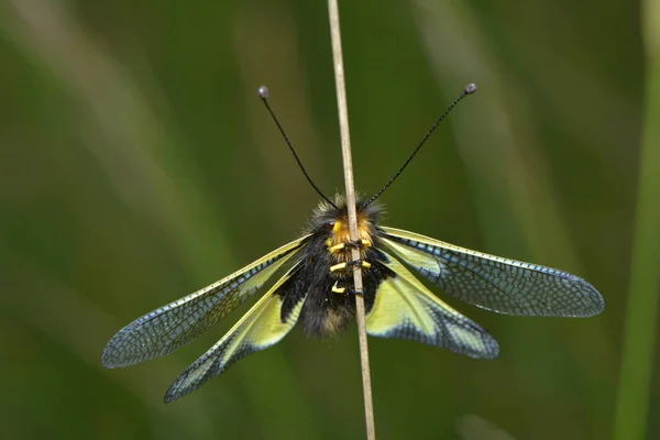 Close Bug Natureza Selvagem — Fotografia de Stock