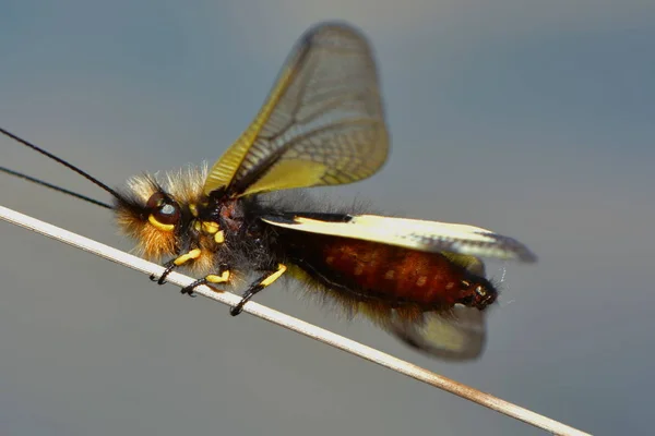 Close Bug Natureza Selvagem — Fotografia de Stock