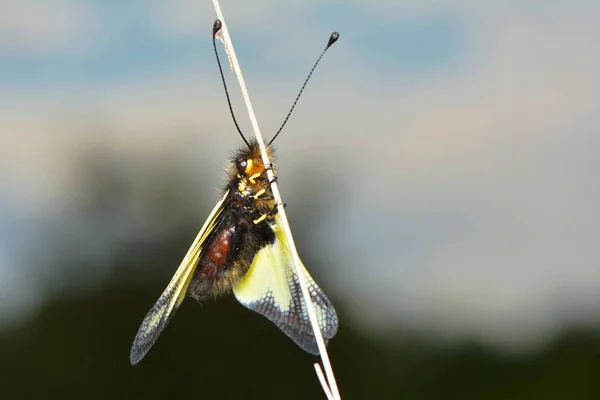 Detailní Pohled Hmyz Přírodě — Stock fotografie