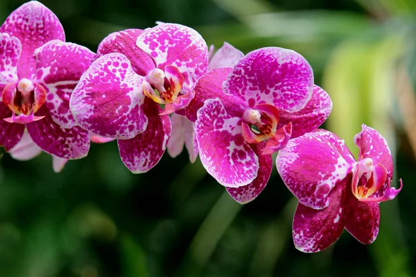 Violette Blütenrispe Einer Phalaenopsis Orchidee — Stockfoto