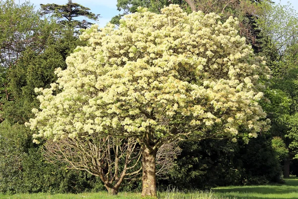 Blütenasche Oder Manna Esche Fraxinus Ornus — Stockfoto