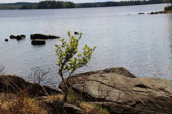 Pittoresk Utsikt Över Naturscenen — Stockfoto