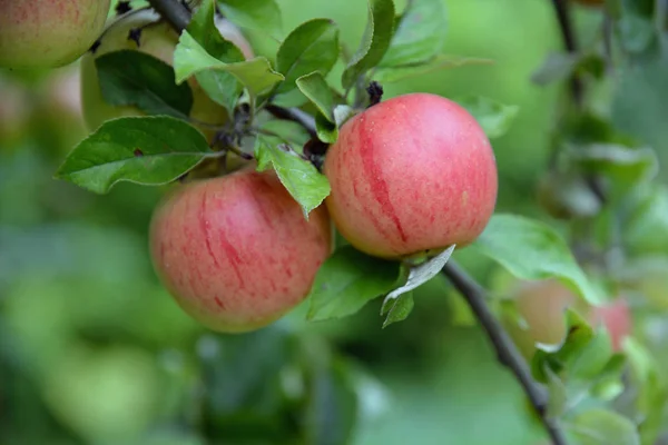 Maçã Pomar Árvore Galho Galho Vermelho Frutas Frutas Agricultura Alimentos — Fotografia de Stock