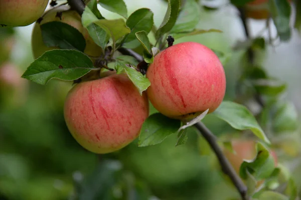 Alma Almafa Piros Gyümölcs Gyümölcs Mezőgazdaság Élelmiszer Alma Élelmiszer Élelmiszer — Stock Fotó
