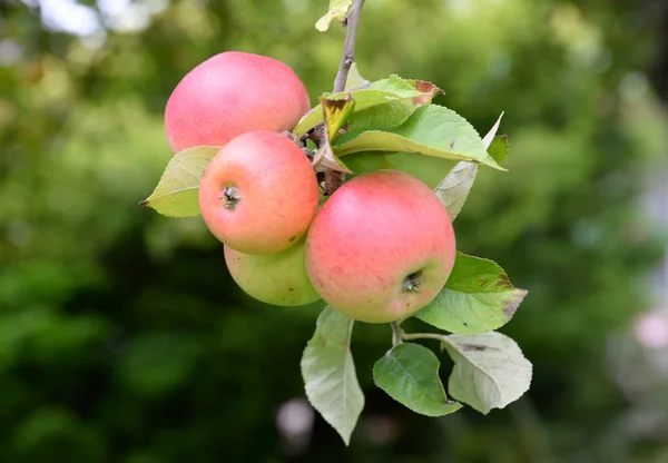 apple,apple tree,tree,twig,branch,red,fruit,fruit,agriculture,food,apples,food,food,foods,horticulture,orchard