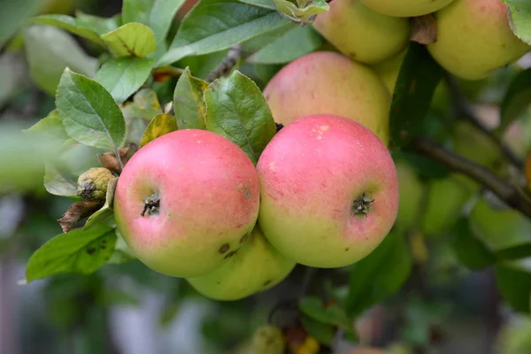 Maçã Macieira Árvore Galho Ramo Vermelho Fruto Fruto Agricultura Comida — Fotografia de Stock