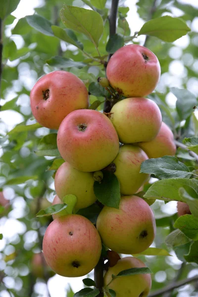 Maçã Pomar Árvore Galho Galho Vermelho Frutas Frutas Agricultura Alimentos — Fotografia de Stock