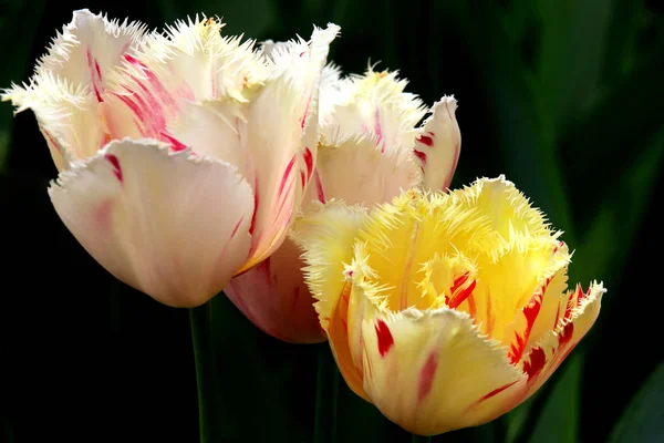 Tulpen Bloemen Flora Het Voorjaar — Stockfoto