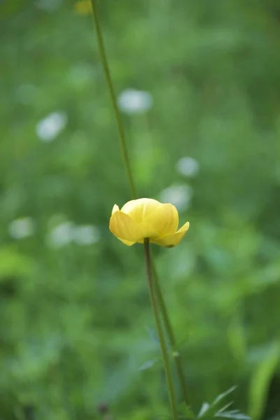 Λουλούδι Συνήθως Αναπτύσσεται Μόνο Υψηλότερες Περιοχές Προστατεύεται — Φωτογραφία Αρχείου