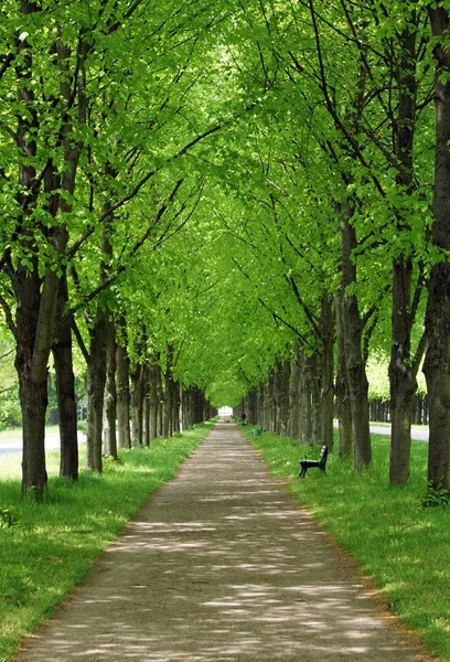 Lindenallee Spring Hannover Herrenhausen — Stock Photo, Image