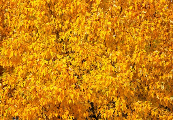 Blütenblätter Natur Und Umwelt — Stockfoto