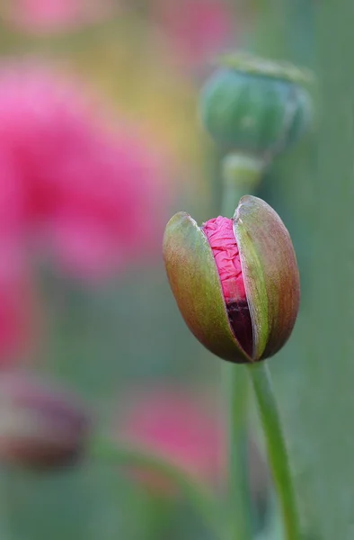 Vista Cerca Hermosas Flores Amapola Silvestre — Foto de Stock