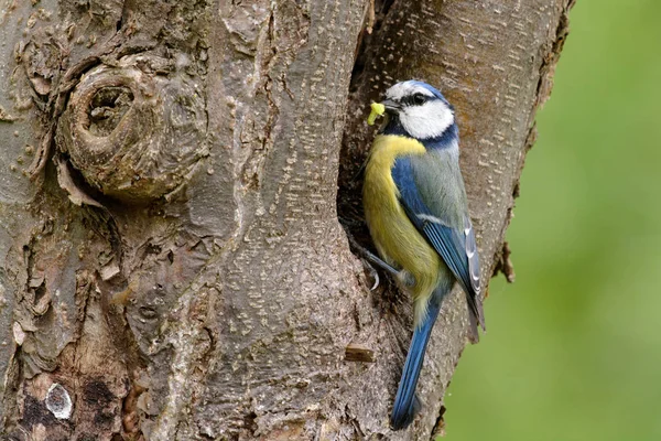 Blaumeisen Nest — Stockfoto