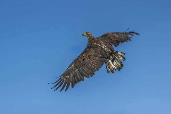 Scenic View Beautiful Bird Nature — Stock Photo, Image