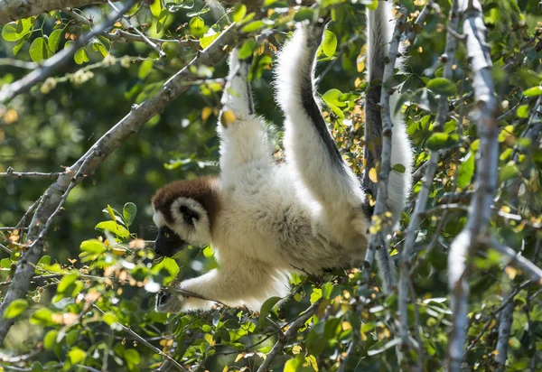 Larvensifaka Propithecus Verreauxi Forrajeando Árbol Madagascar — Foto de Stock