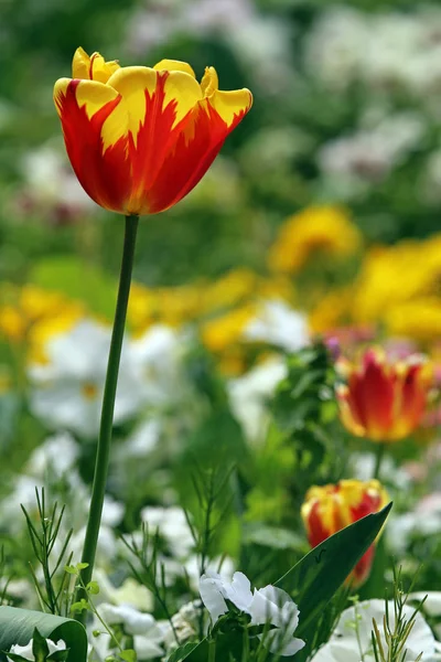 Amarelo Vermelho Tulipas Flores Jardim Tulipas — Fotografia de Stock