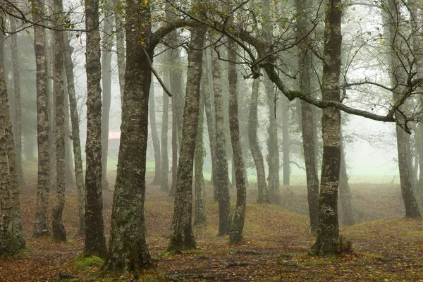 Leśna Mgła Portugalskim Parku Narodowym — Zdjęcie stockowe
