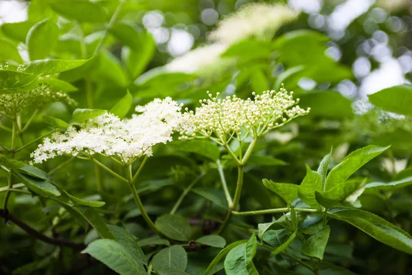 Цветы Бутоны Черного Старца Sambucus — стоковое фото