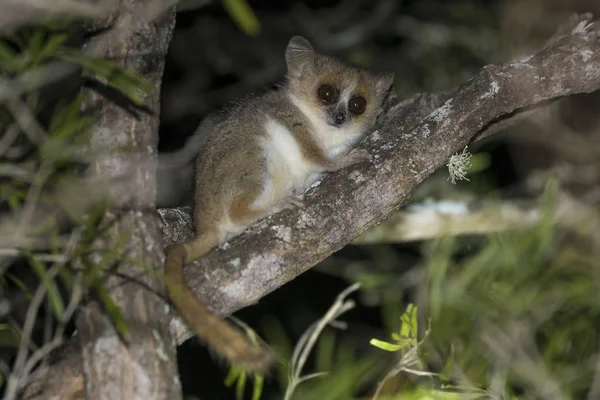 Šedý Myší Lemur Microcebus Murinus Berenty Madagaskar Madagascar — Stock fotografie