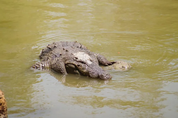 Encerramento Animais Jardim Zoológico — Fotografia de Stock