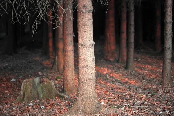 Kırmızı Güneş Işığında Ladin Ağaçlarının Gövdeleri — Stok fotoğraf