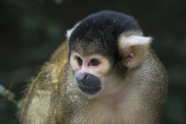 Scimmia Scoiattolo Saimiri Boliviensis Primate Terra Scimmia Prigioniero Provincia Capo — Foto Stock
