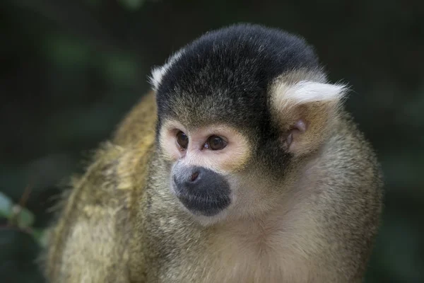 Squirrel Monkey Saimiri Boliviensis Primate Monkey Land Captive Western Cape — Stock Fotó