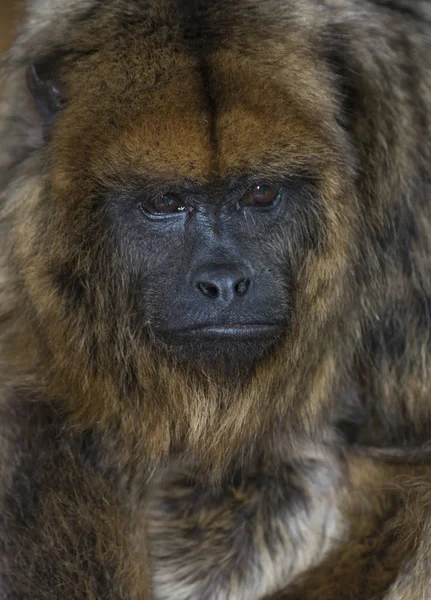 Black Howler Alouata Caraya Mother Baby Primate Monkey Land Captive — Stockfoto