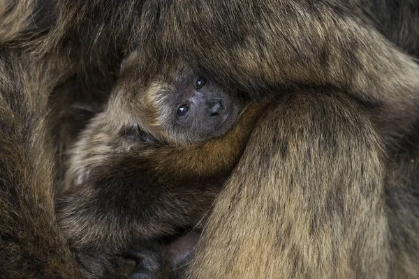 Svart Vrålare Alouata Caraya Mor Med Barn Primat Apa Mark — Stockfoto