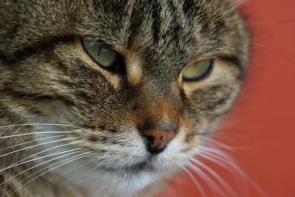目が大きいかわいいふわふわの猫 — ストック写真