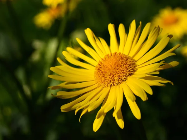 Bellissimi Fiori Sfondo Concetto Floreale — Foto Stock