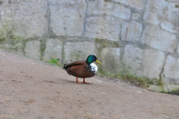 Vue Panoramique Canard Colvert Mignon Nature — Photo