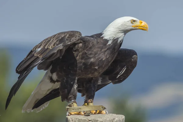 scenic view of majestic bald eagle at wild nature