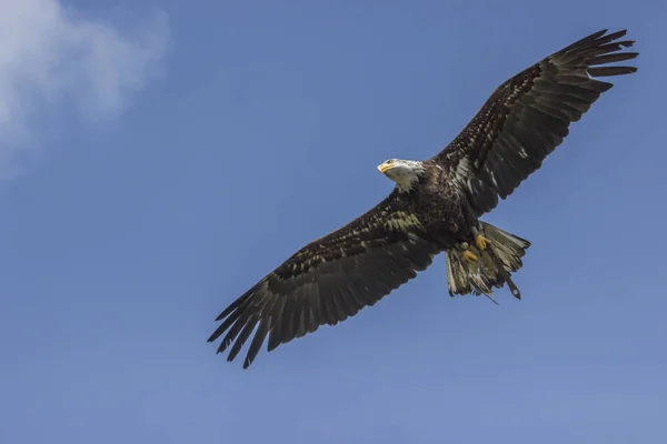 Flintörn Flygning — Stockfoto