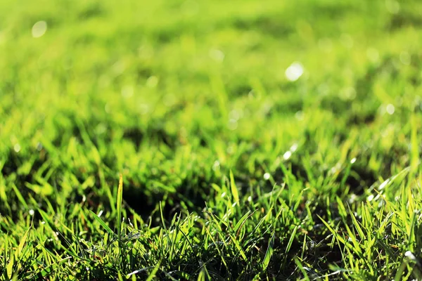 Saftig Grünes Gras Frühling — Stockfoto