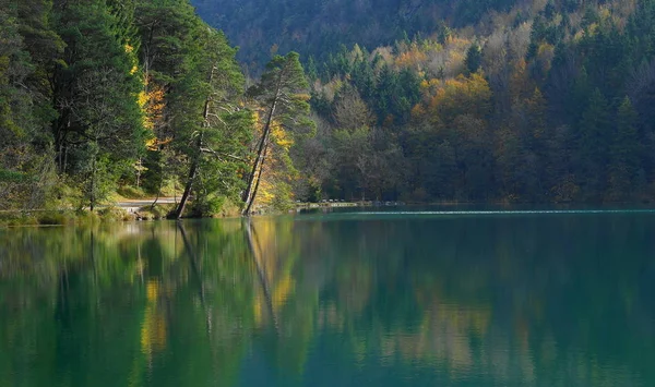 Schöne Landschaft Des Waldes — Stockfoto