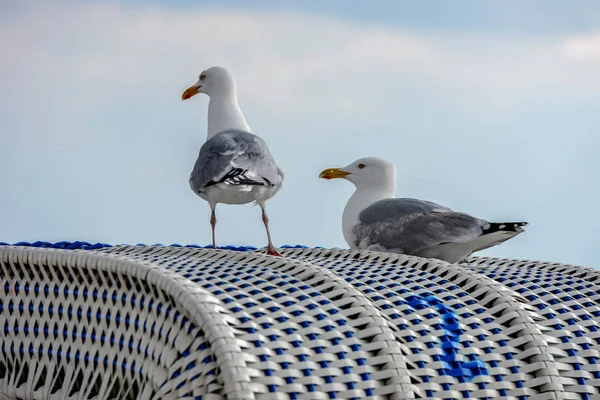 Vogelbeobachtung Niedlicher Vogel Wilder Natur — Stockfoto