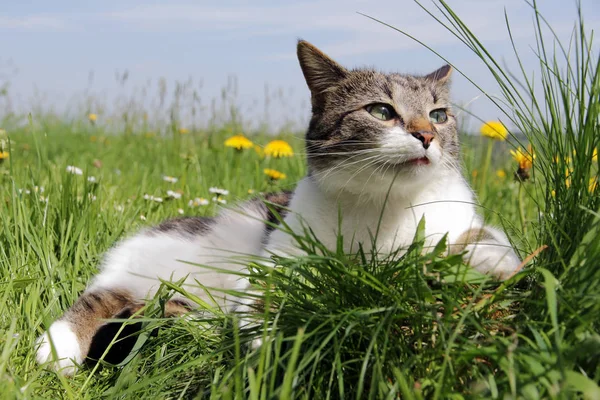 Liten Katt Avslappnad Och Nyfiken Gräset — Stockfoto