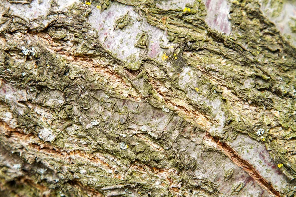 Imagem Textura Fundo Casca Árvore Fruto Damasco — Fotografia de Stock