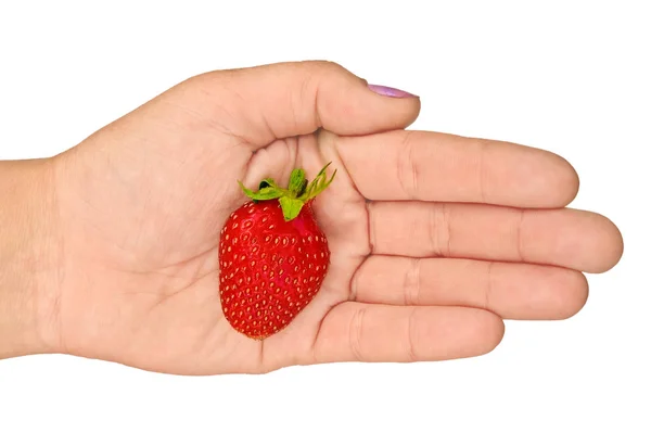 白い背景に隔離された女性の手に赤い熟したイチゴ — ストック写真