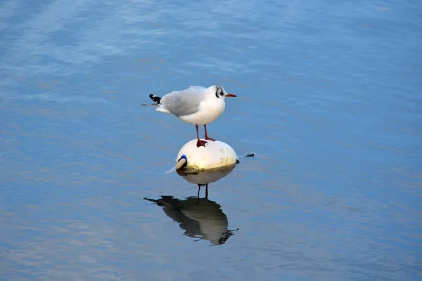 Aussichtsreiche Aussicht Auf Schöne Vögel Der Natur — Stockfoto