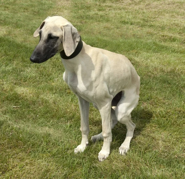 Kurzhaarsaluki Saluki Hunderasse Windhund — Foto Stock