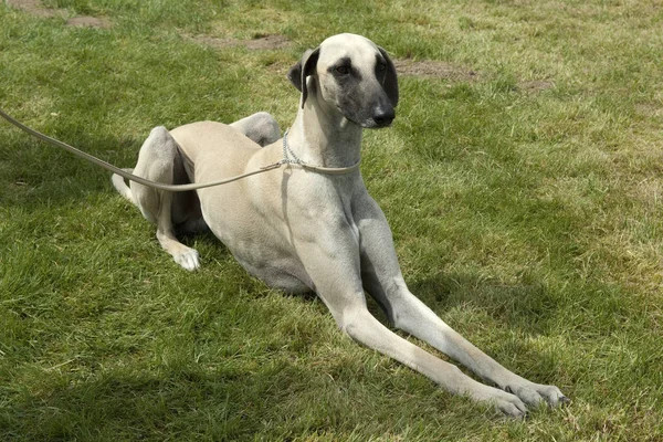 Kurzhaarsaluki Saluki Hunderasse Windhund — Foto Stock