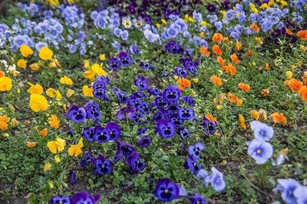 Bloemen Flora Bloemblaadjes — Stockfoto