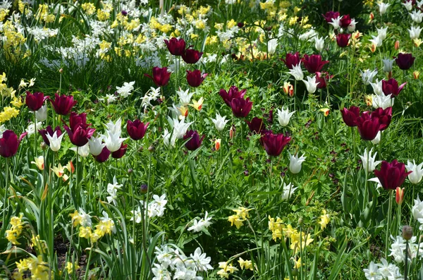 Hermosos Tulipanes Flores Pétalos Flora — Foto de Stock