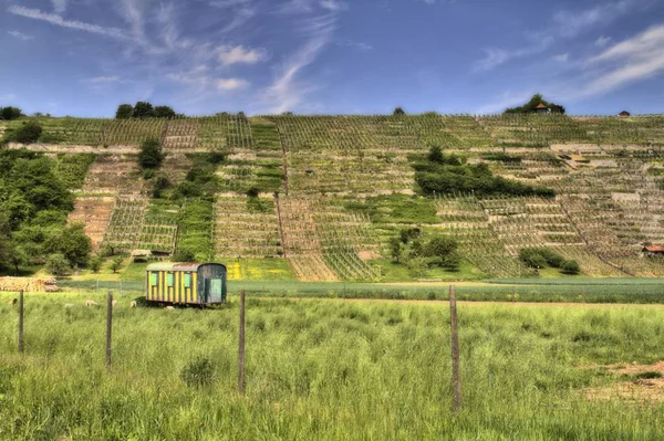 Viñedos Agricultura Rural Plantas — Foto de Stock