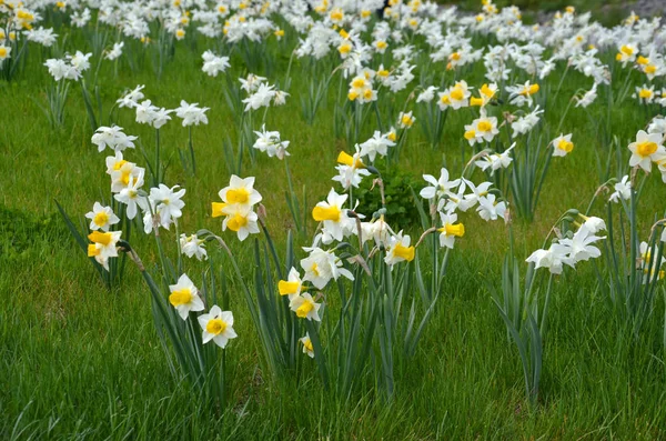 Tavaszi Virág Gyönyörű Narcissus — Stock Fotó
