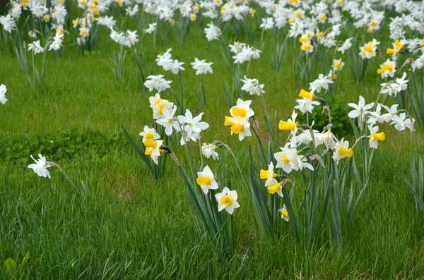 Нарцисс Весенний Нарцисс — стоковое фото